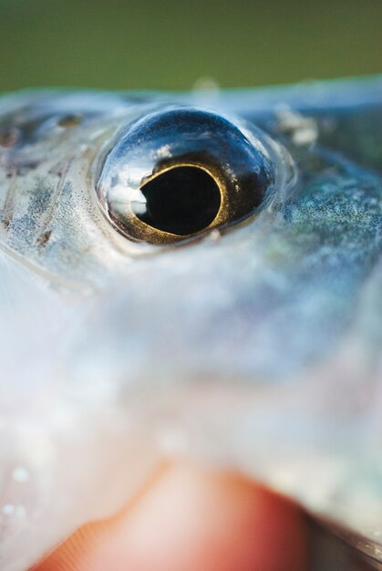 Macro shot of fish's eye