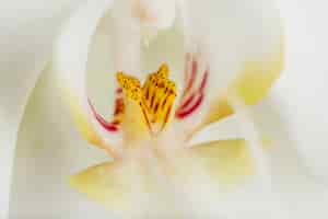 Free photo macro shot of flower core