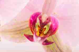 Free photo macro shot of flower pollen