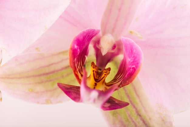 Macro shot of flower pollen