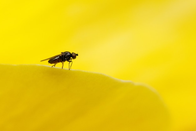 黄色い表面に座っているハエのマクロ撮影