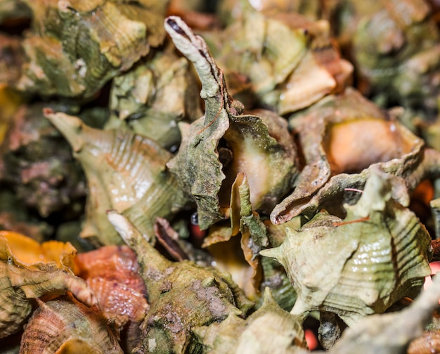 Macro shot of fresh seafood