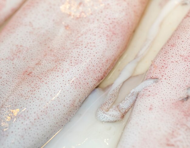 Macro shot of fresh squid