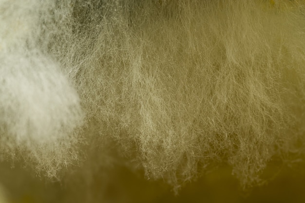 Macro shot of fungi growing on expired curry under the lights