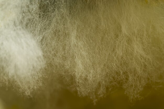 ライトの下で期限切れのカレーで成長している菌類のマクロ撮影