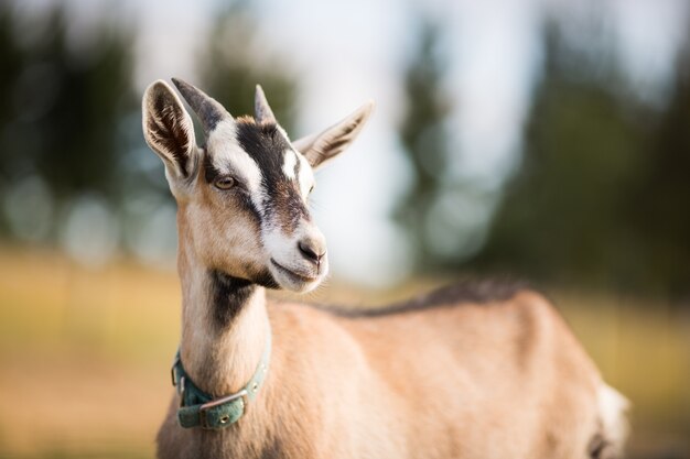 Macro shot of a goat looking into the distance in a field during daylight