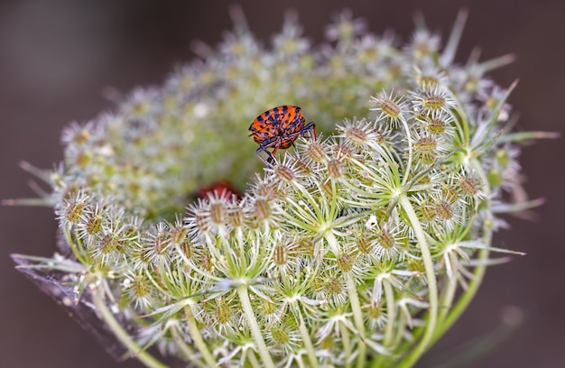 Макросъемка Graphosoma lineatum на цветке