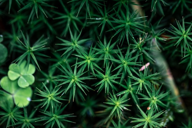 森の中の草や植物をマクロ撮影