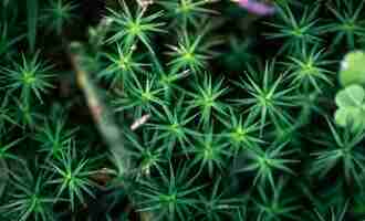 Free photo macro shot grass and plants in the forest