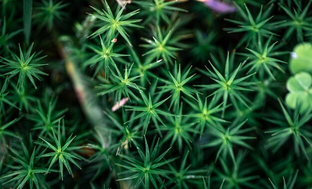 Macro shot grass and plants in the forest