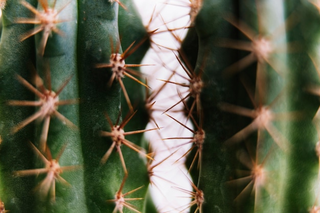 Macro shot of green cactus with long thorns