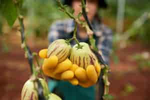 Free photo macro shot of green eggplants on the branch held by gloved hands of anonymous gardener