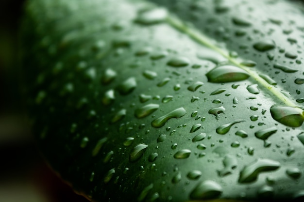 Макросъемка зеленого листа, покрытого каплями воды