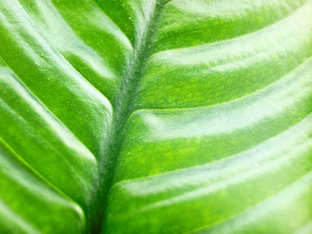 Макросъемка текстуры зеленого листа