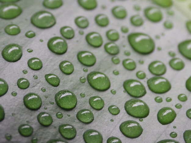 Macro shot of green leaf with water drops