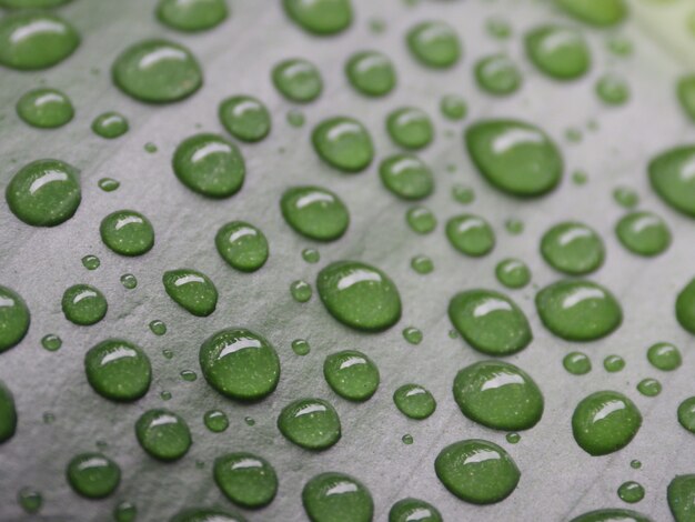 水滴と緑の葉のマクロ撮影