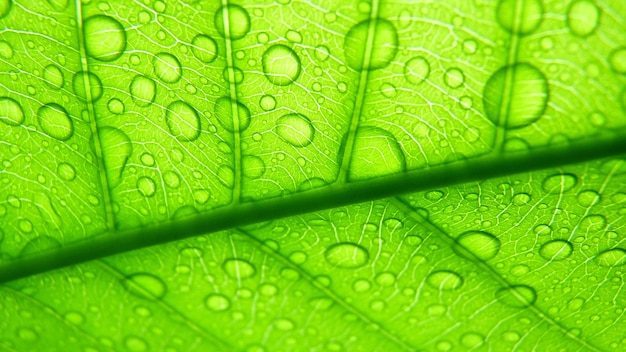 물방울이 있는 녹색 잎의 매크로 샷