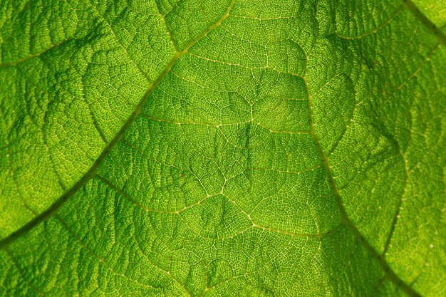 Macro shot of green leaf