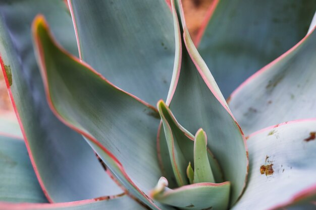 Macro shot of green plant leaves