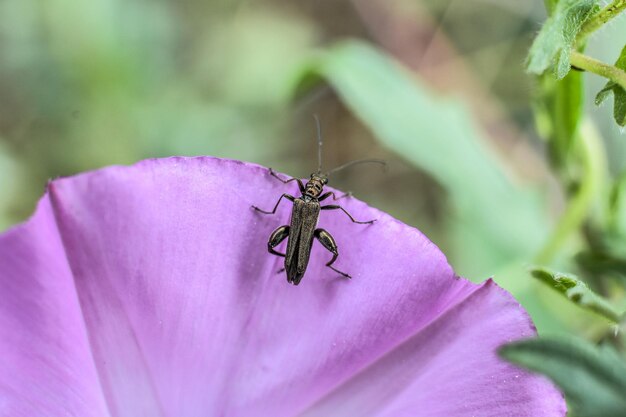 Macro shot of an insect on a purple flower