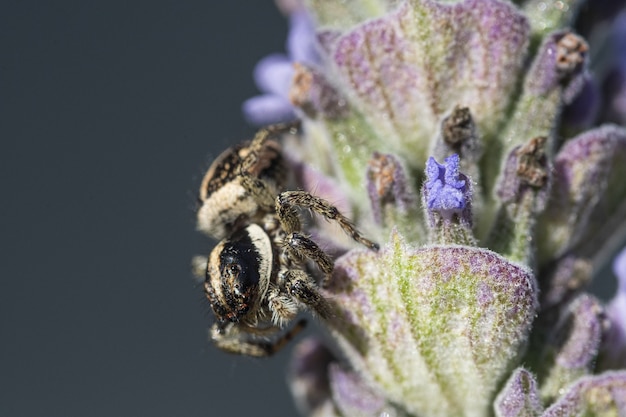 Macro shot of a jumping spider on a  lavender