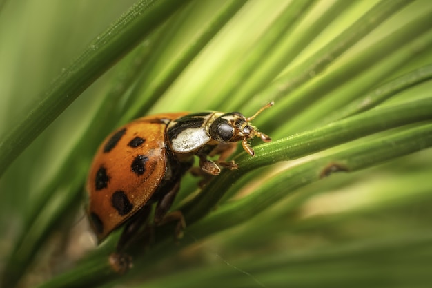 Macro shot of ladybug on green leaves