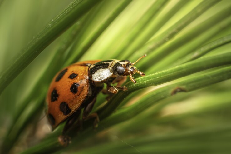 Free Photo macro shot of ladybug on green leaves