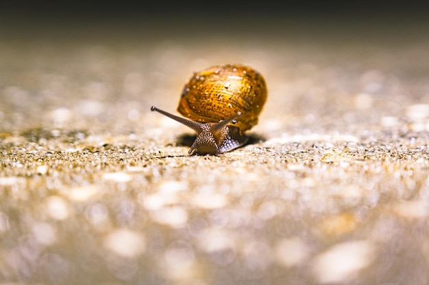 Macro shot of a land snail with a golden painted shell on a rough surface