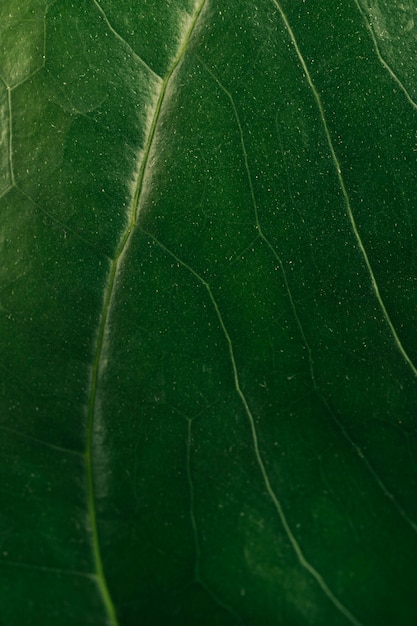 Macro shot of leaf vein