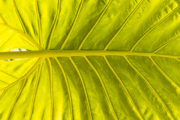 Macro shot of leaf vein