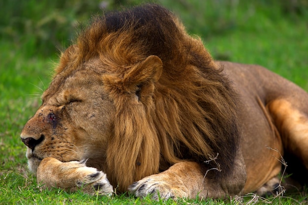 Foto gratuita una macroscopia di un leone con una grossa criniera che dorme sull'erba in tanzania