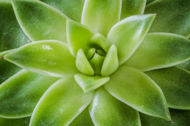 Макросъемка красивого растения мексиканской формованной восковой агавы