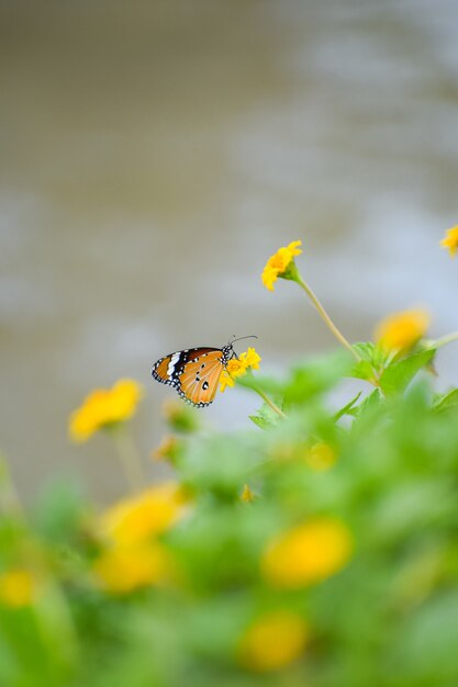 Macro shot of a Monarch butterfly on a yellow flower in a garden