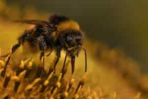 Бесплатное фото Макросъемка пчелы, собирающей пыльцу на желтом цветке