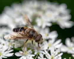 無料写真 日中の屋外の花に蜂のマクロ撮影