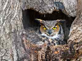 Free photo macro shot of the owl in a tree double