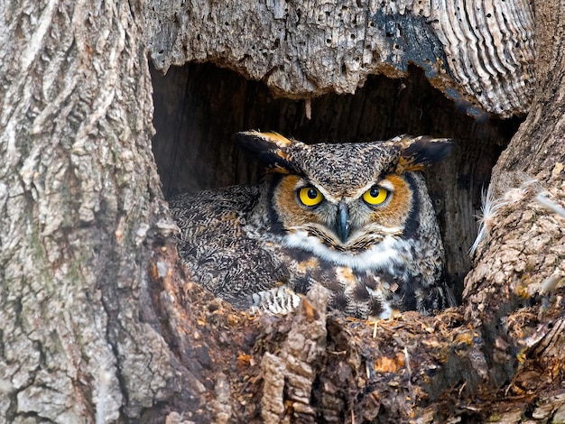 Macro shot of the owl in a tree double