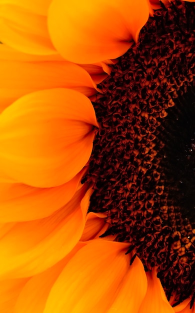 macro shot of a part of an open sunflower head