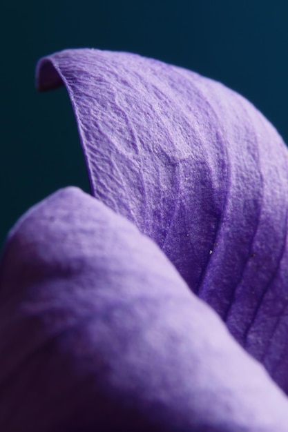 Ripresa macro dei petali di un delicato fiore viola per sfondi e trame