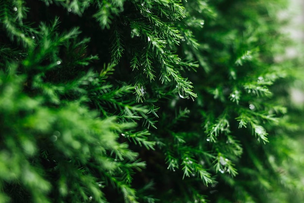 Macro shot of pine branch with water drops