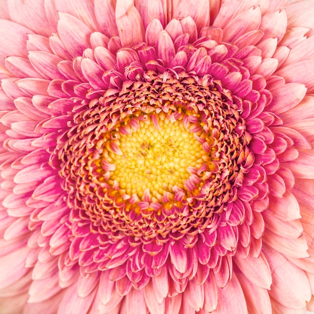 Macro shot of pink gerbera flower backdrop