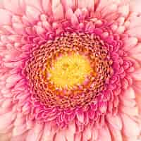 Free photo macro shot of pink gerbera flower backdrop