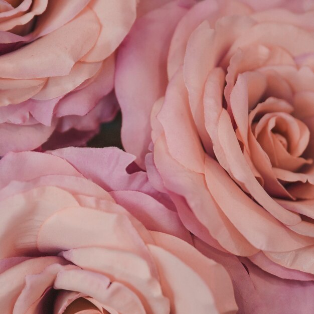 Macro shot of pink tender roses