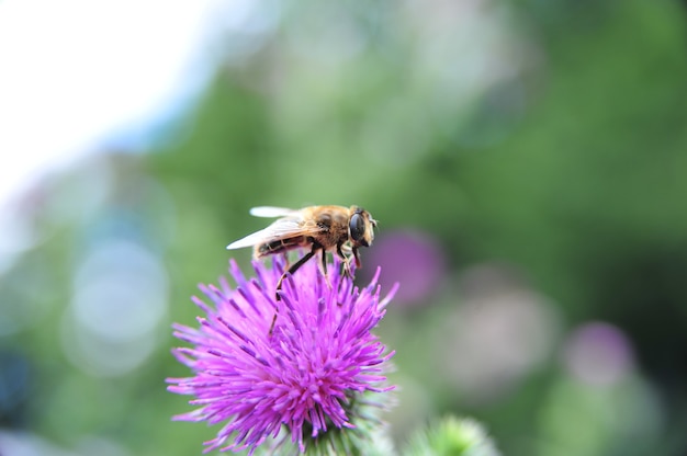 Ripresa macro di un fiore di cardo senza piume con un'ape che raccoglie un polline