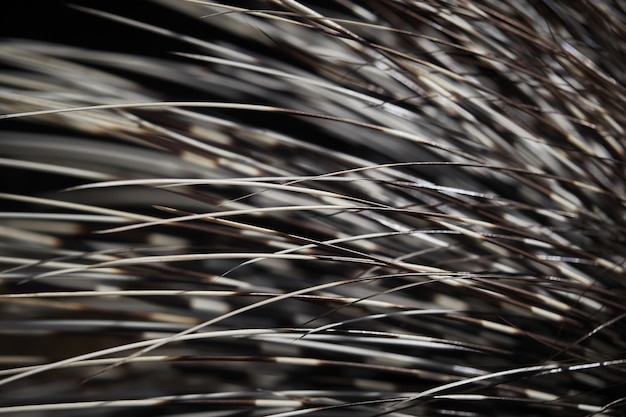 Macro shot of porcupine spine