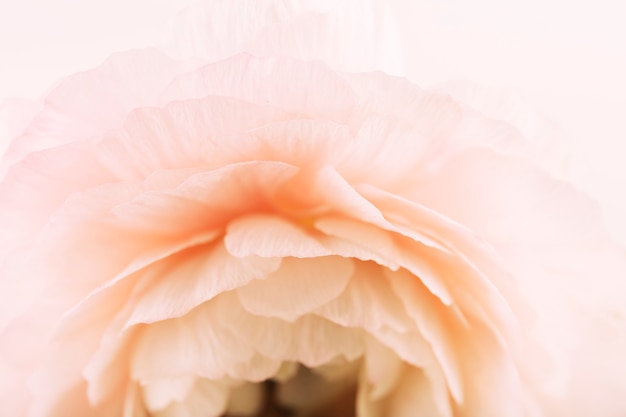 Macro shot of pretty pink rose