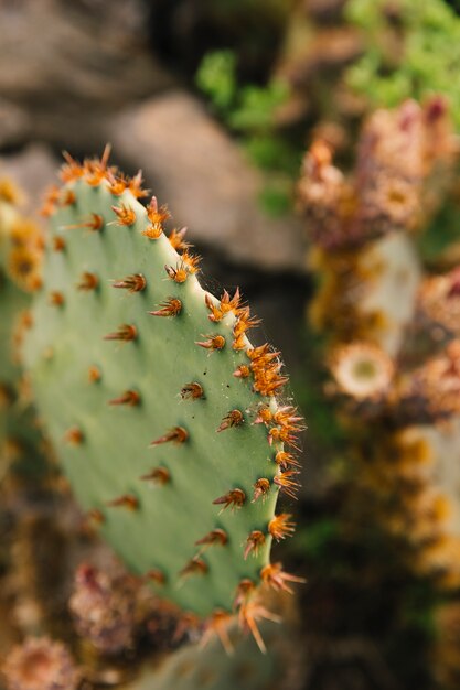 Macro shot of a prickly cactus