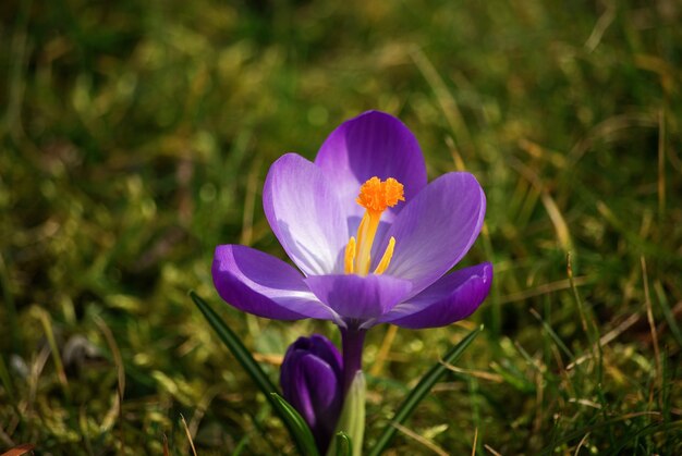 Macro shot of a purple crocus vernus flower in the grass