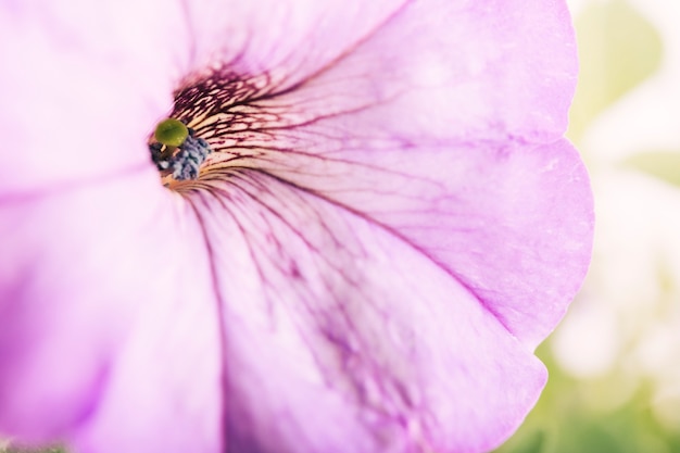 Macro shot of purple flower