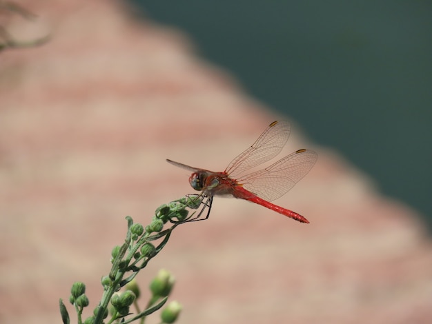 Foto gratuita ripresa macro di una libellula rossa seduta su una pianta verde